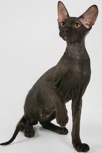 Кошка породы петерболд